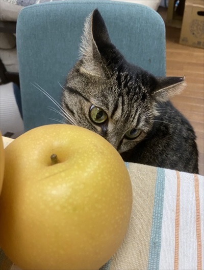 しじみちゃん脱走劇