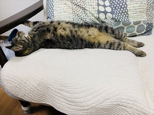 しじみちゃん脱走劇