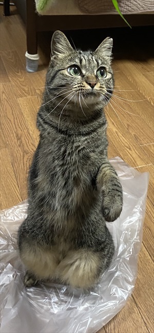 しじみちゃん脱走劇