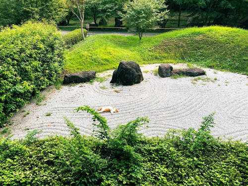枯山水猫
