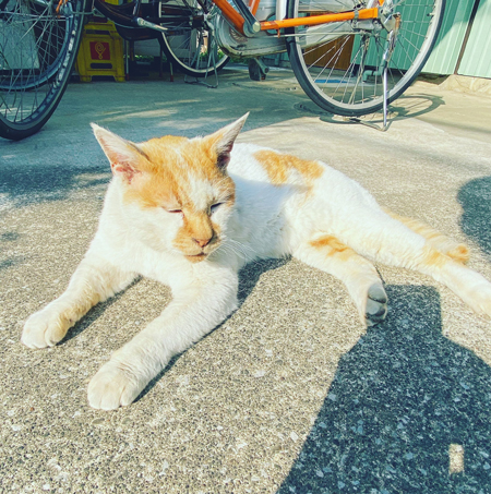 老猫3枚目