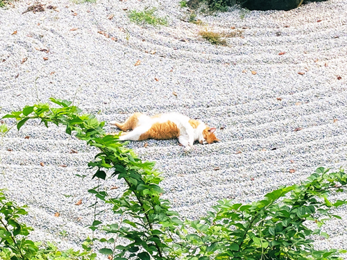 枯山水猫アップ