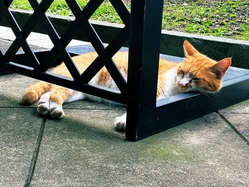 寝てしまった猫ちゃん
