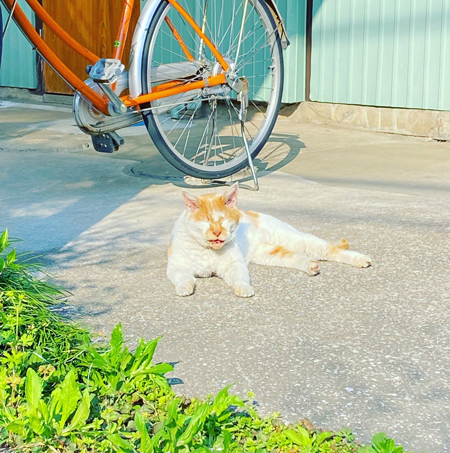 老猫2枚目