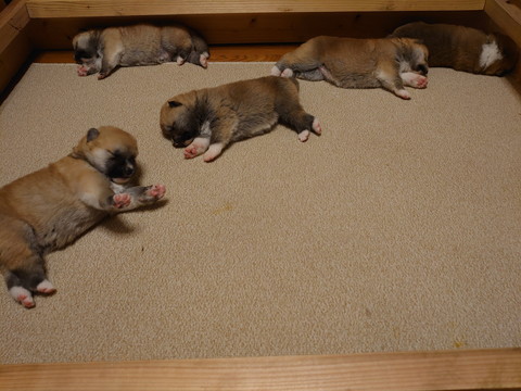 秋田犬たちのソーシャルディスタンス