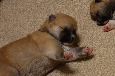 秋田犬たちのソーシャルディスタンス