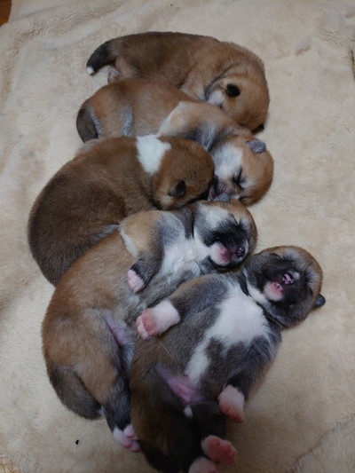 秋田犬たちのソーシャルディスタンス