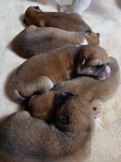 秋田犬たちのソーシャルディスタンス