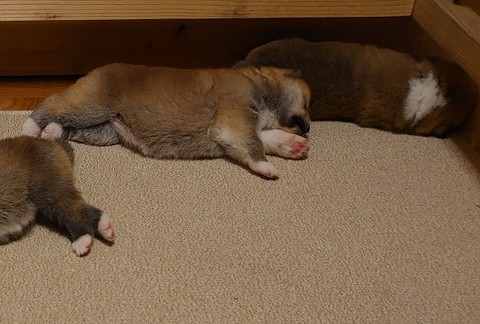 秋田犬たちのソーシャルディスタンス