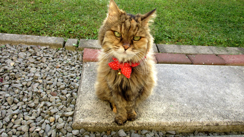 カメラ目線のミミちゃん