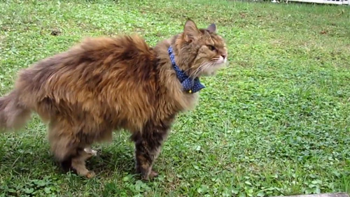 見回りのお仕事ミミちゃん