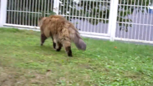 軽い足取りのミミちゃん