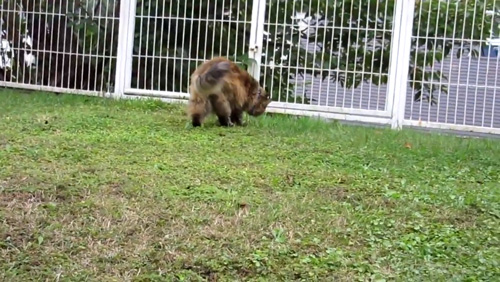 尻尾を振るミミちゃん