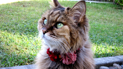 花の首輪のミミちゃん