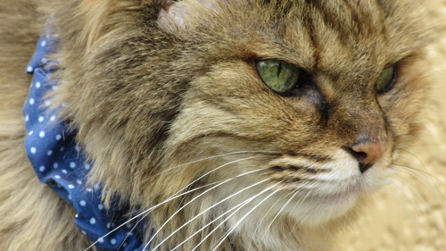 ミミちゃんドアップ