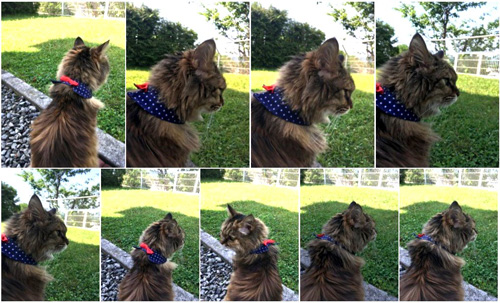 振り向いてくれないミミちゃん