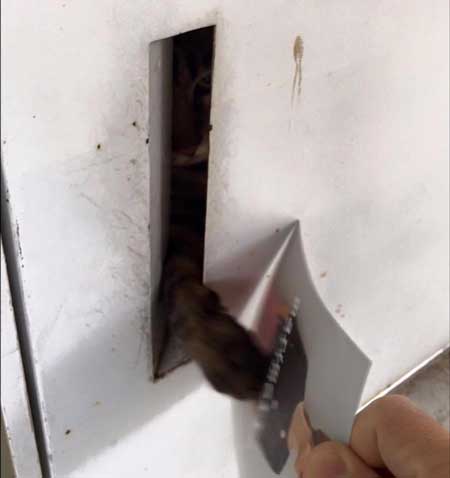 猫がいて入れられなかった 配達員 郵便受け