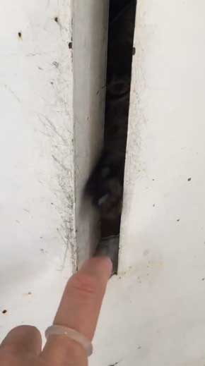 猫がいて入れられなかった 配達員 郵便受け