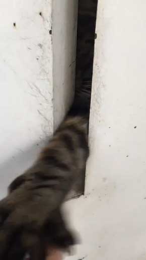 猫がいて入れられなかった 配達員 郵便受け