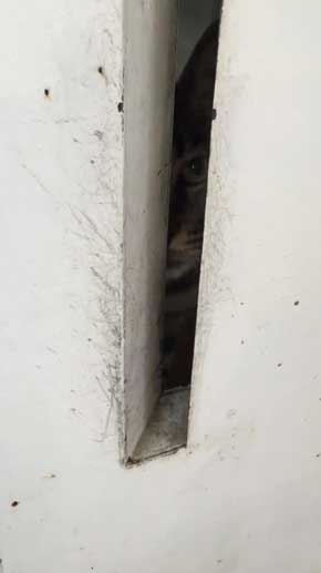 猫がいて入れられなかった 配達員 郵便受け