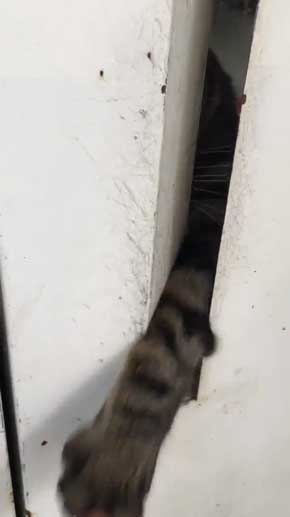 猫がいて入れられなかった 配達員 郵便受け