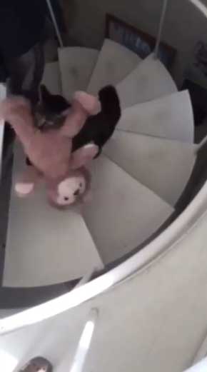 猫がいて入れられなかった 配達員 郵便受け