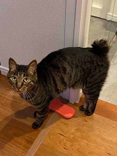 猫がいて入れられなかった 配達員 郵便受け