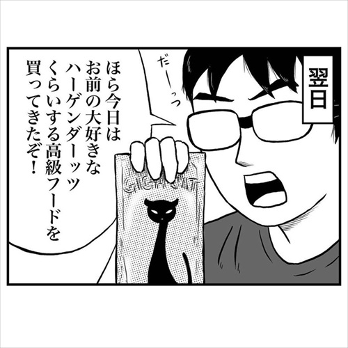 意味不明な行動をする猫ちゃん