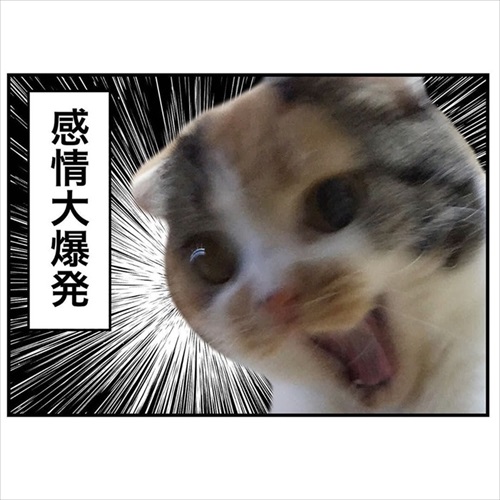 意味不明な行動をする猫ちゃん