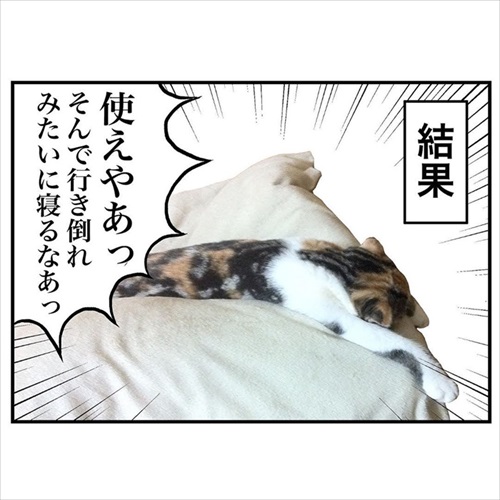 意味不明な行動をする猫ちゃん