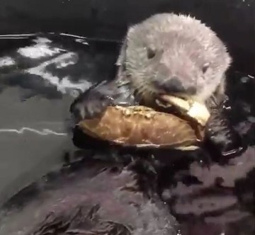 カニを食べるラッコ