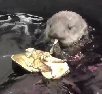 カニを食べるラッコ