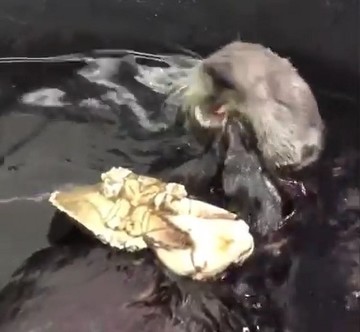 カニを食べるラッコ