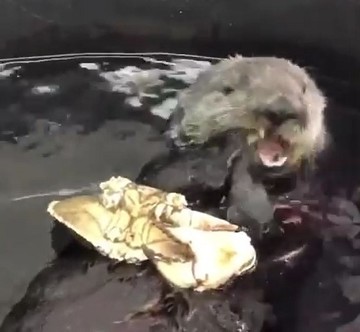 カニを食べるラッコ