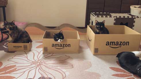 猫 Amazon ダンボール 好きな箱選んで 好み 大中小