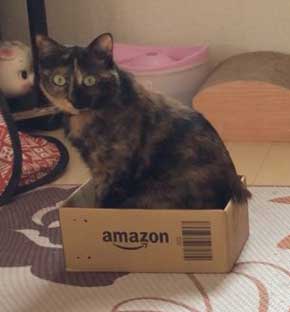 猫 Amazon ダンボール 好きな箱選んで 好み 大中小