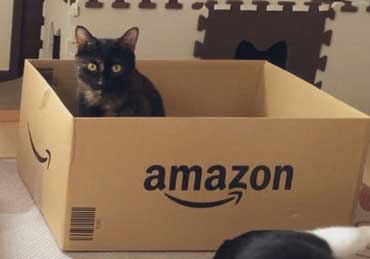 猫 Amazon ダンボール 好きな箱選んで 好み 大中小