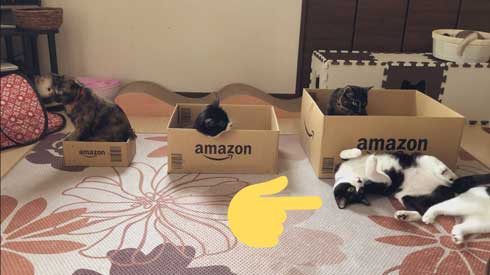 猫 Amazon ダンボール 好きな箱選んで 好み 大中小