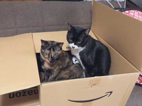 猫 Amazon ダンボール 好きな箱選んで 好み 大中小
