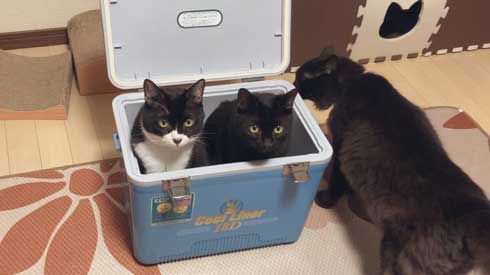 猫 Amazon ダンボール 好きな箱選んで 好み 大中小
