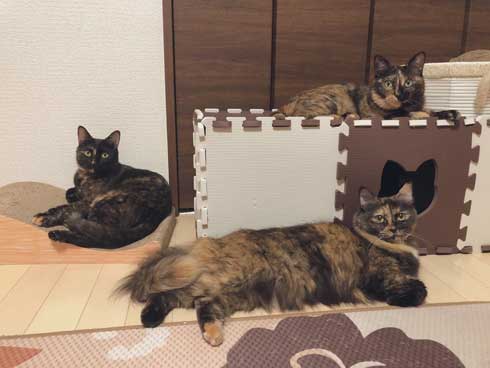 猫 Amazon ダンボール 好きな箱選んで 好み 大中小