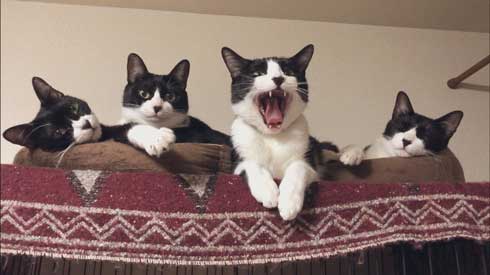 猫 Amazon ダンボール 好きな箱選んで 好み 大中小