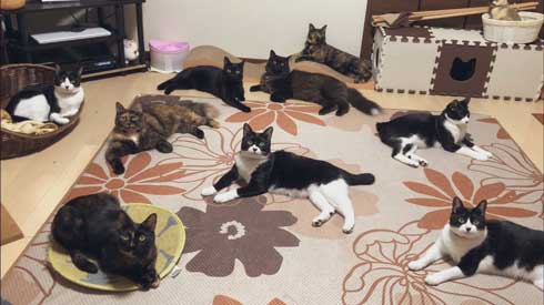 猫 Amazon ダンボール 好きな箱選んで 好み 大中小