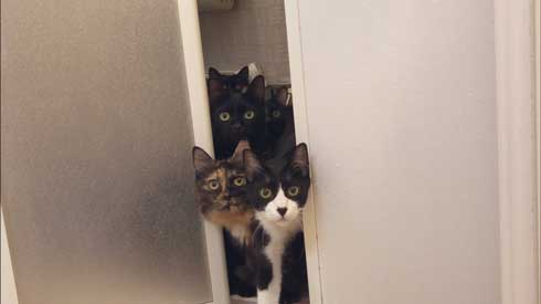 猫 Amazon ダンボール 好きな箱選んで 好み 大中小