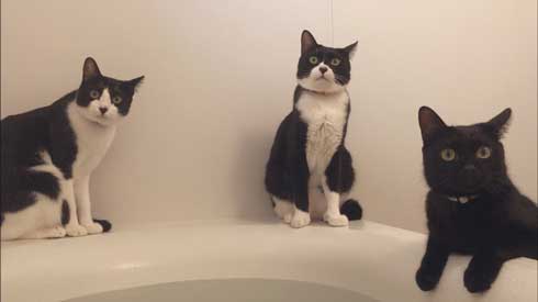 猫 Amazon ダンボール 好きな箱選んで 好み 大中小
