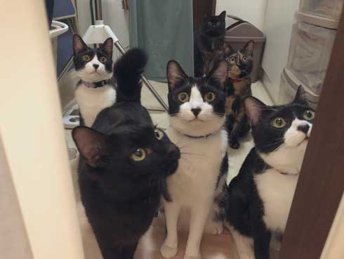 猫 Amazon ダンボール 好きな箱選んで 好み 大中小