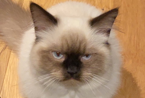 トイレに付いていくネコちゃん