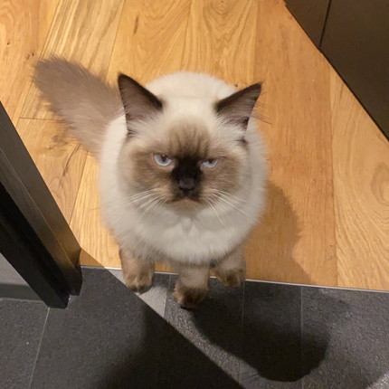 トイレに付いていくネコちゃん