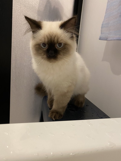 お風呂の梵天丸くん