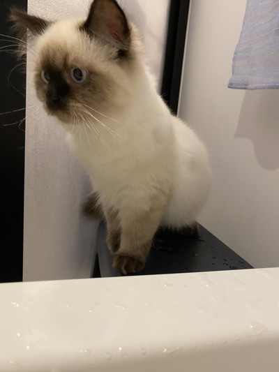 雷雨にびっくりネコちゃん